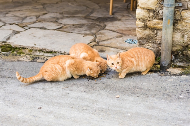 Gatti di strada che mangiano cibo - Concetto di animali senza casa.