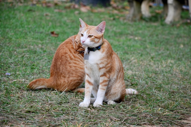 Gatti domestici tailandesi in giardino a Phrae Tailandia