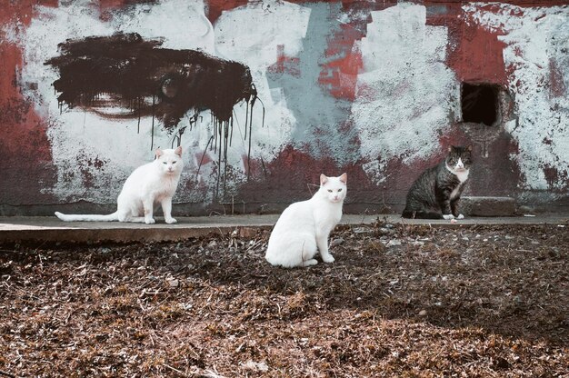 Gatti in primavera all'aperto sulla natura