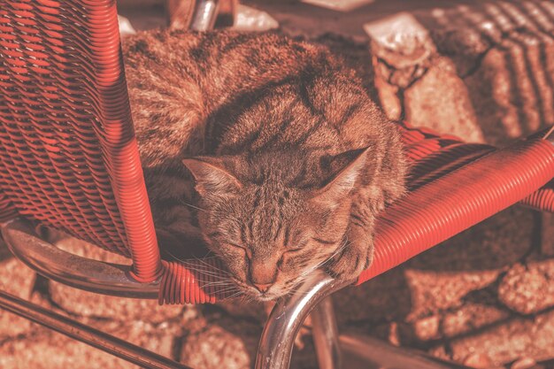 Gatti in un caffè in una mattina di sole