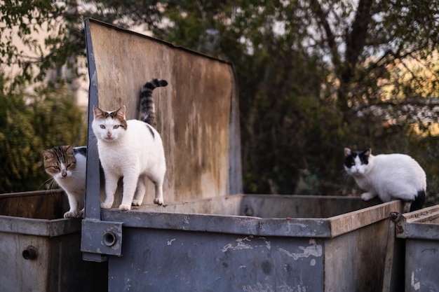 Gatti randagi cercano cibo in un cassonetto