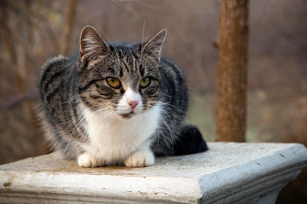 Gatti randagi nei parchi delle città russe