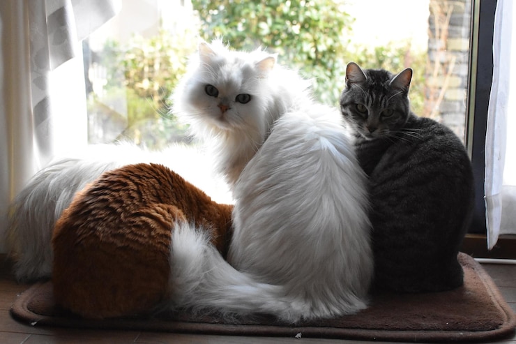 Foto gatti seduti sulla finestra