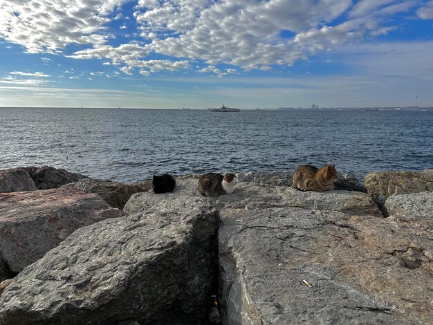 gatti sull'argine di Istanbul