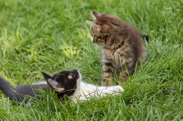 Gatti tabby grigi e neri su erba verde