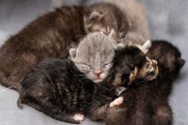 Gattini appena nati con gli occhi chiusi Gattini ciechi il primo giorno di vita