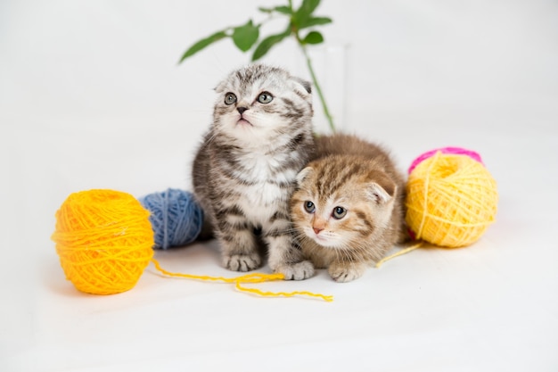 Gattini British Shorthair. Ritratto dell'animale domestico