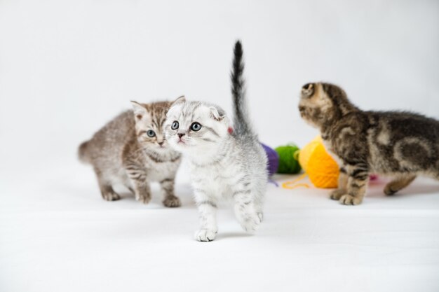 Gattini British Shorthair