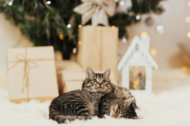 Gattini con albero di Natale