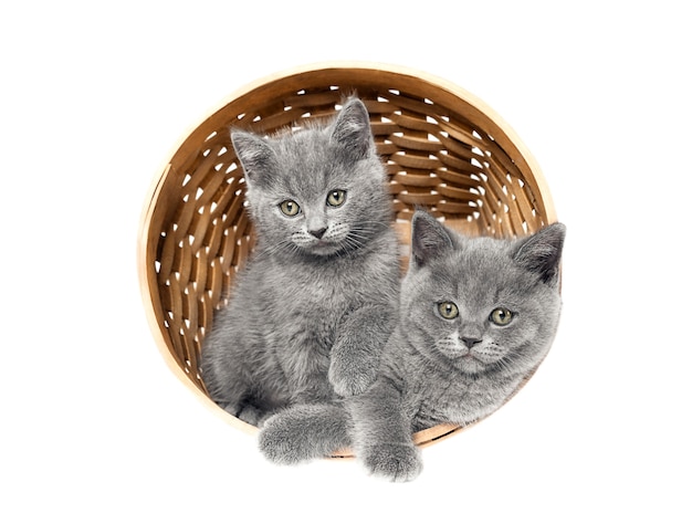 Gattini in un cesto isolato su sfondo bianco