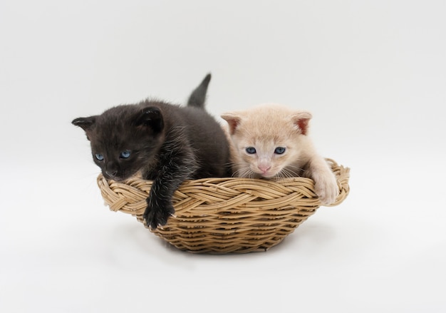 Gattini neri e marroni in cestino di vimini isolato