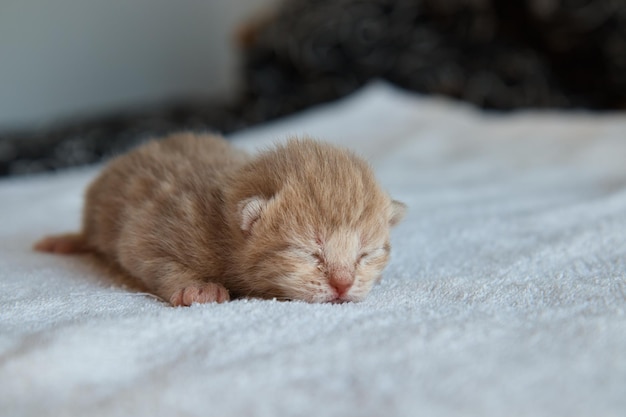 Gattini su tessuto morbido bianco tre gatti piccoli gattini