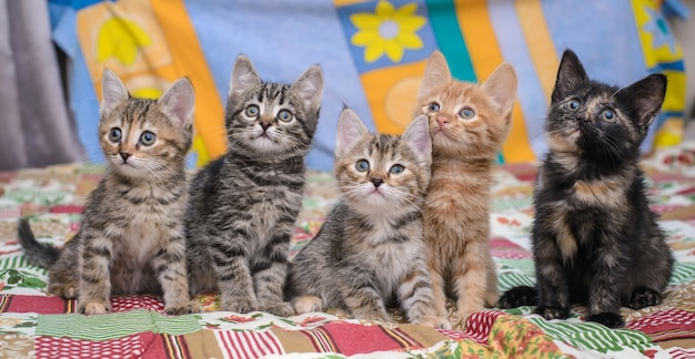 gattini su una coperta luminosa