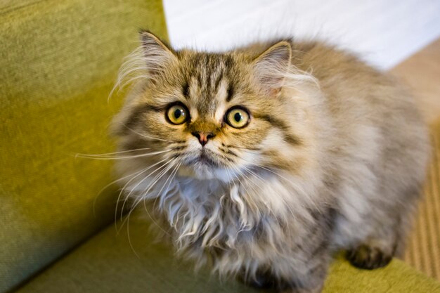 Gattino a pelo lungo giocoso colore grigio cincillà persiano. Animale domestico. Gatto cattivo.