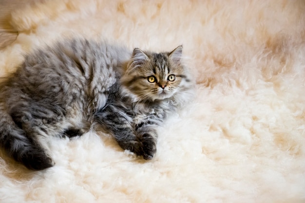 Gattino a pelo lungo giocoso colore grigio cincillà persiano. Animale domestico. Gatto cattivo.