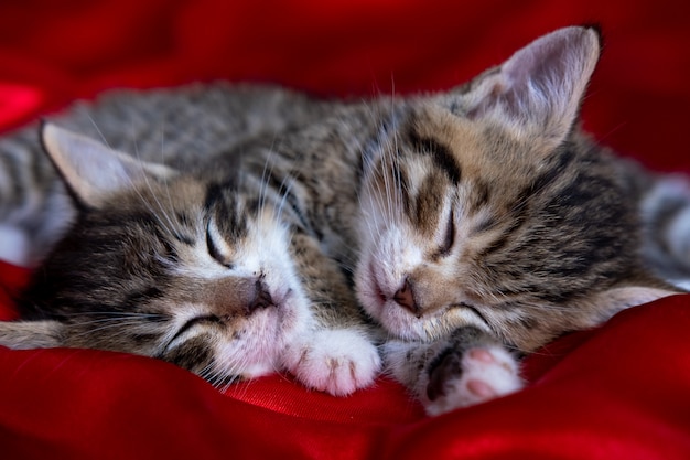 Gattino a strisce adorabile due che si trova dormendo sulla coperta rossa. Simpatici animali domestici gatti, San Valentino e cartolina di Natale