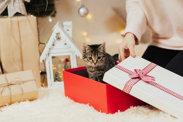 Gattino a strisce che dà una occhiata da una confezione regalo.