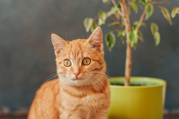 gattino a strisce zenzero su uno sfondo di un vaso di fiori con una pianta.