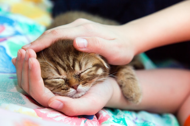 Gattino addormentato in mani femminili