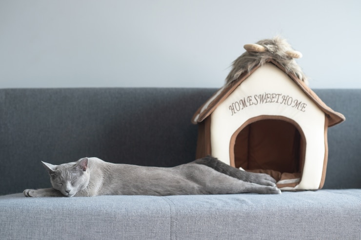 Foto gattino adorabile che dorme sul letto