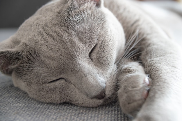 Gattino adorabile che dorme sul letto.