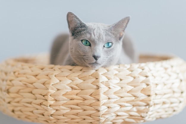 Gattino adorabile che si trova a letto