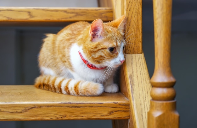 Gattino adorabile dello zenzero che si siede sui gradini di legno. Gatto arancione che guarda giù per le scale