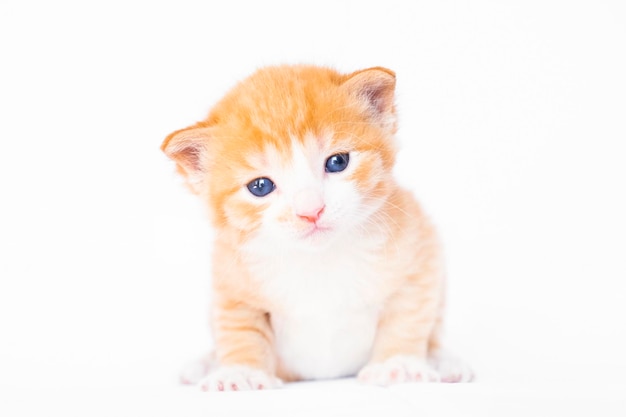 Gattino adorabile dello zenzero isolato su bianco