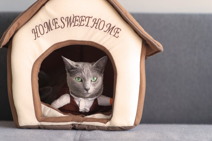 Foto gattino adorabile in costume del pirata che guarda dalla casa del gatto