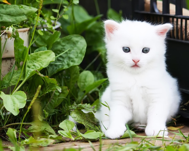 Gattino adorabile lanuginoso bianco del tabby sul fondo dell'iarda rurale