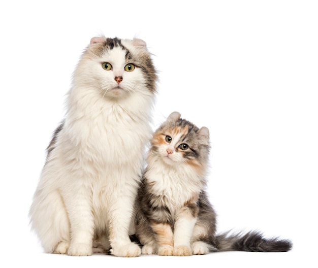 Gattino American Curl (3 mesi) seduto con la sua mamma