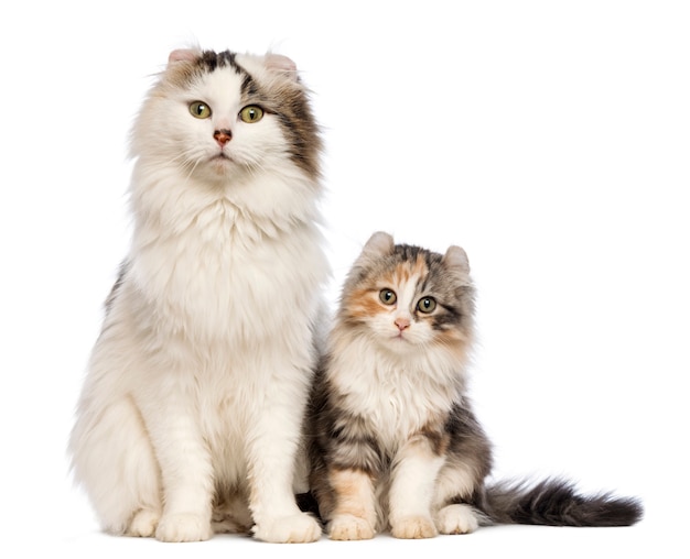 Gattino American Curl (3 mesi) seduto con la sua mamma