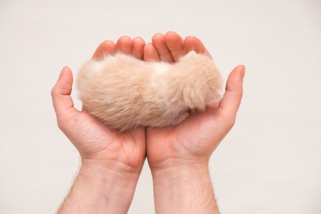 Gattino appena nato su una mano. isolato sul muro bianco