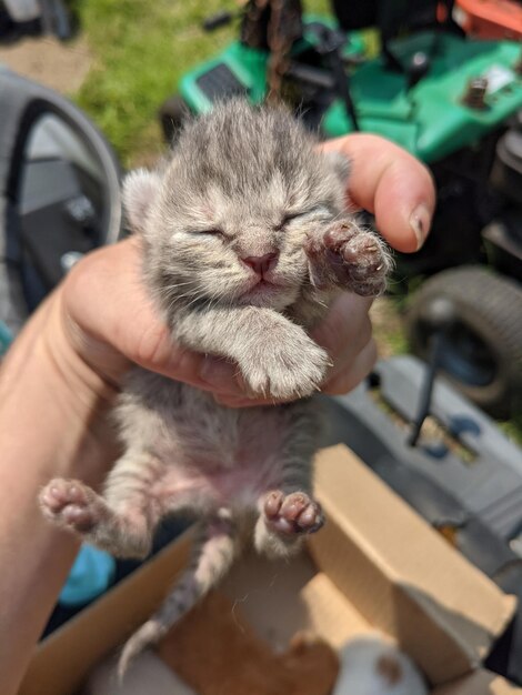 Gattino appena nato