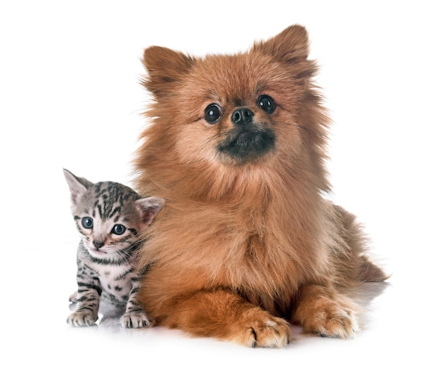 gattino bengal e pomeranian