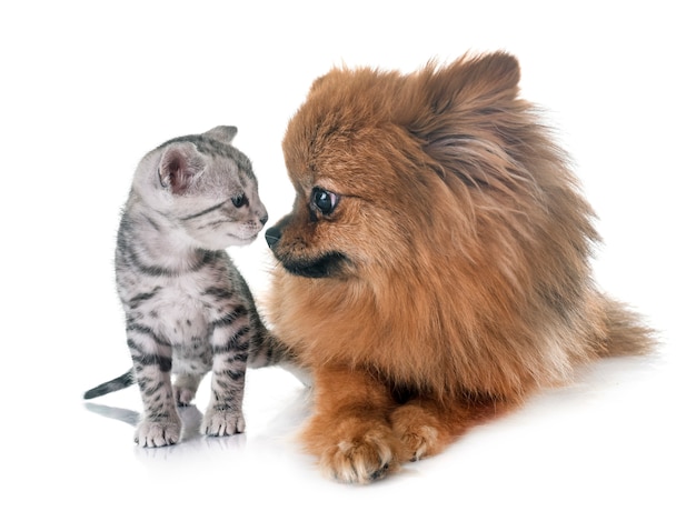 gattino bengal e pomeranian