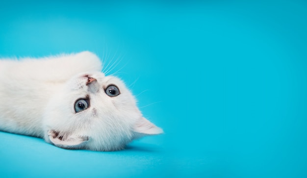 Gattino bianco allegro su una priorità bassa blu