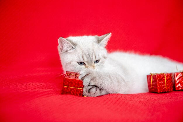 gattino bianco che gioca con una confezione regalo isolata su sfondo rosso Natale e Capodanno concept