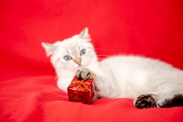 gattino bianco che gioca con una confezione regalo isolata su sfondo rosso Natale e Capodanno concept
