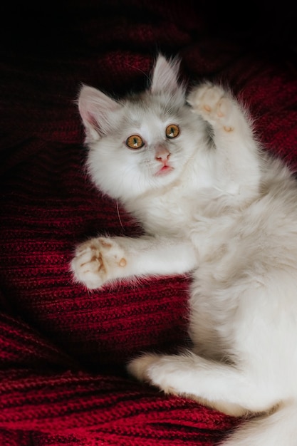 gattino bianco che gioca sul letto