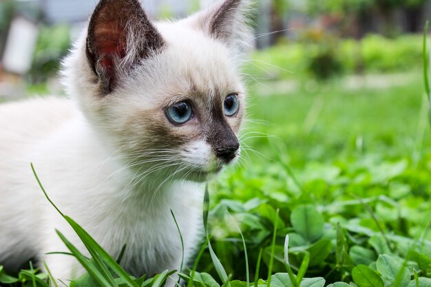 Gattino bianco con gli occhi azzurri sull'erba verde