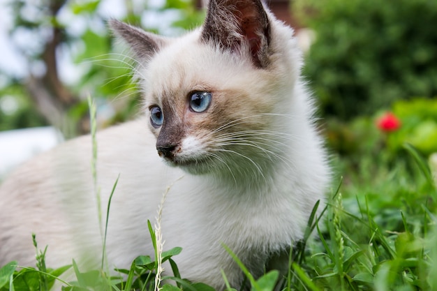 Gattino bianco con gli occhi azzurri sull'erba verde