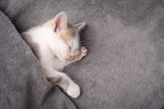 Gattino bianco coperto di coperta grigia che dorme. Bellissimo gatto appena nato