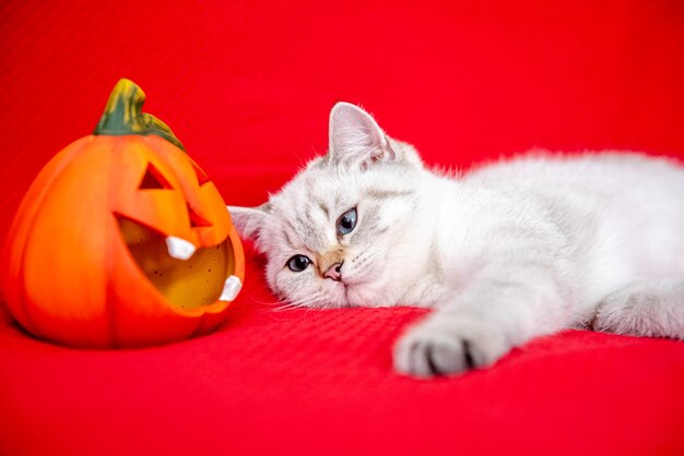 Gattino bianco sveglio che posa sulla coperta rossa con la zucca che celebra halloween