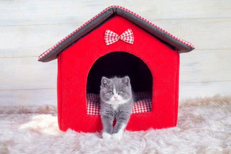 Foto gattino bicolore britannico grigio e bianco gatto carino
