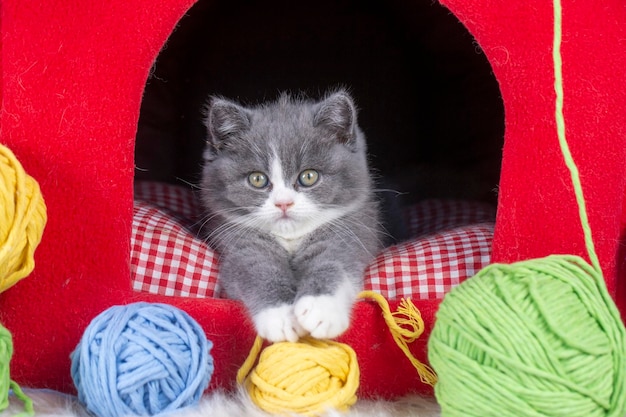 Gattino bicolore britannico grigio e bianco simpatico gatto