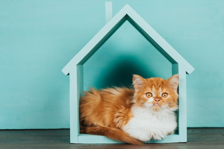 Foto gattino birichino allo zenzero in una casa di legno blu su sfondo blu.