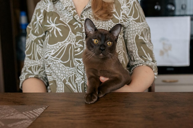 gattino birmano curioso divertente gatto birmano macchiato che guarda la telecamera