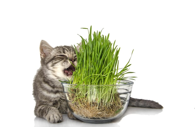 Gattino britannico divertente mangiare erba