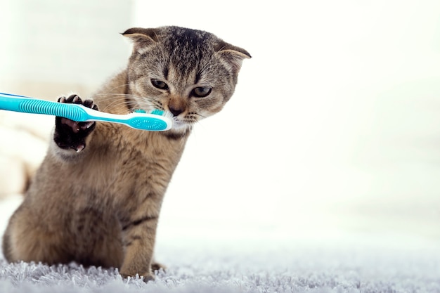 Gattino britannico e uno spazzolino da denti